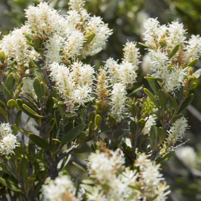 Orites lancifolius