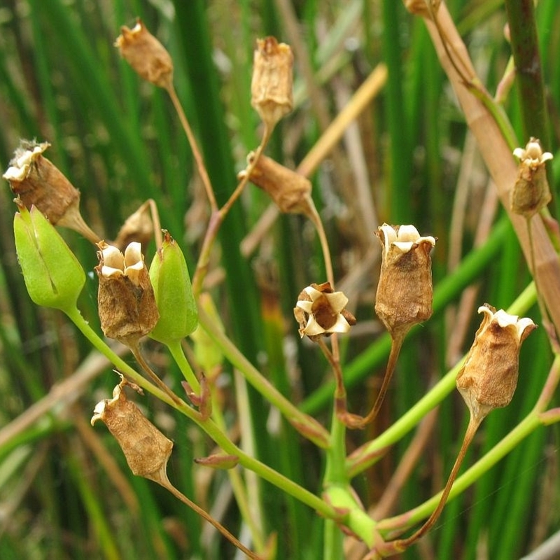 Ornduffia reniformis