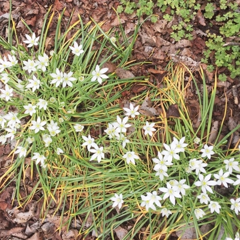 Ornithogalum umbellatum