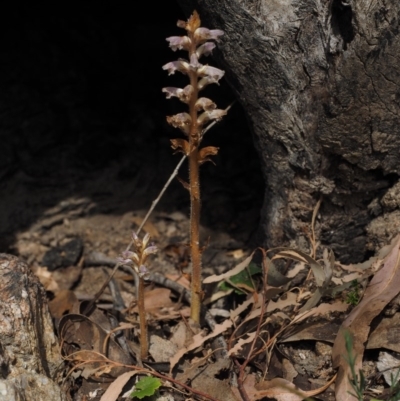 Orobanche minor