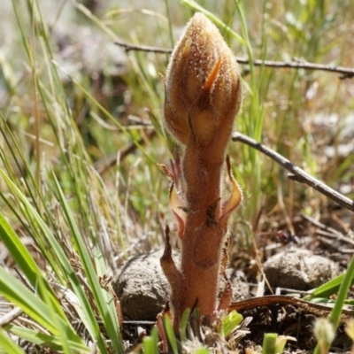 Orobanche minor