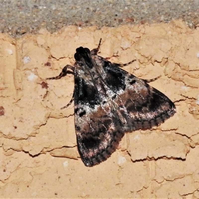 Orthaga thyrisalis