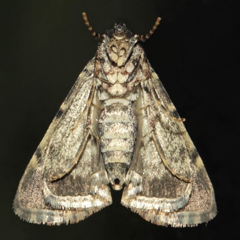 Orthaga thyrisalis