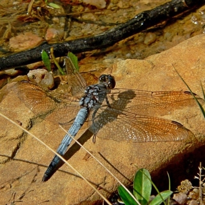 Orthetrum caledonicum