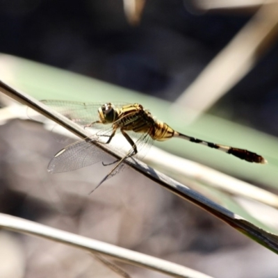 Orthetrum sabina