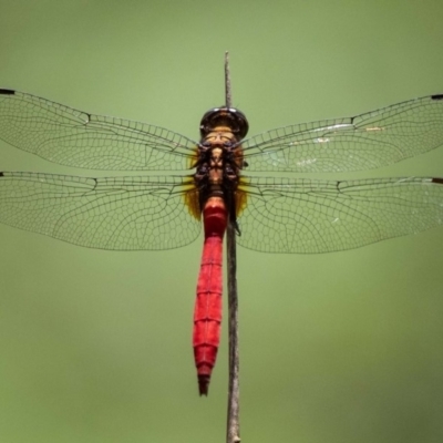 Orthetrum villosovittatum