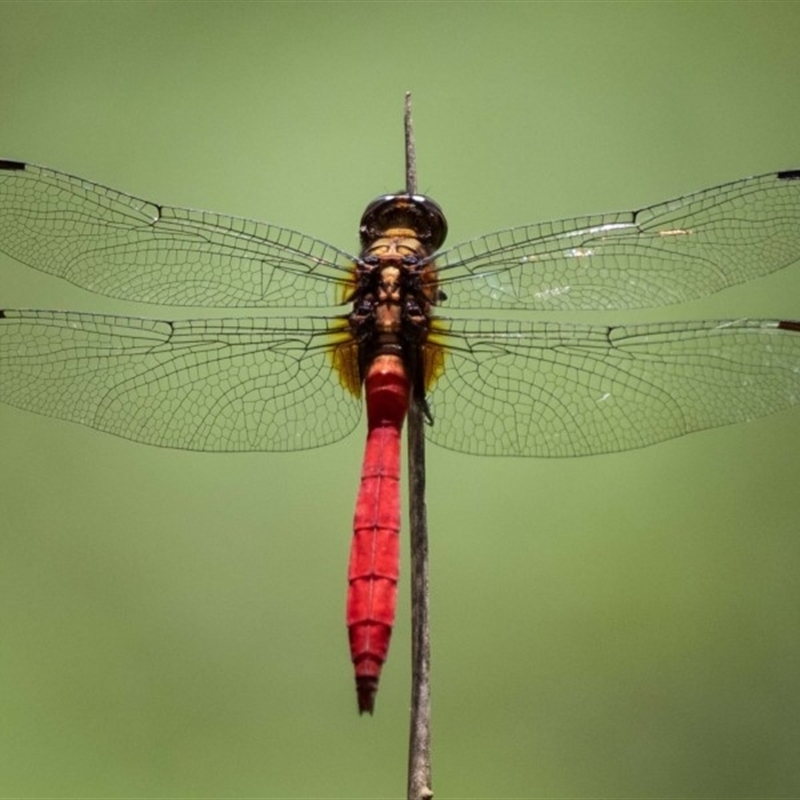 Orthetrum villosovittatum