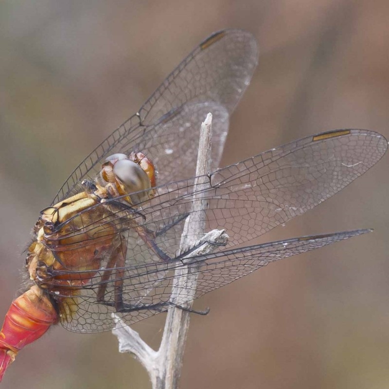 Orthetrum villosovittatum