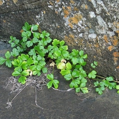 Apium prostratum var. filiforme