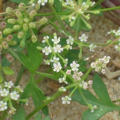 Apium prostratum var. filiforme