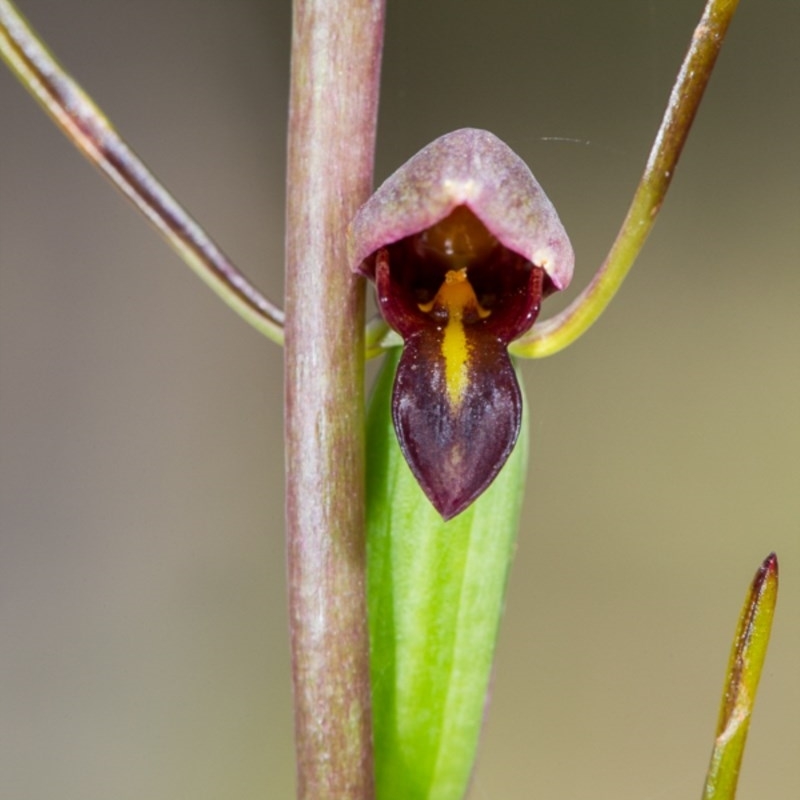 Orthoceras strictum