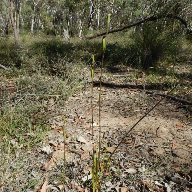 Orthoceras strictum