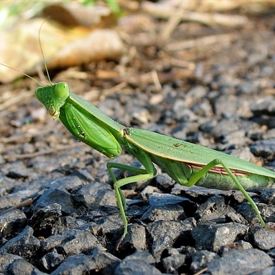 Orthodera ministralis