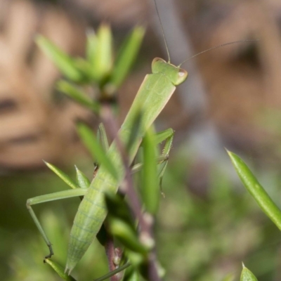 Nymph