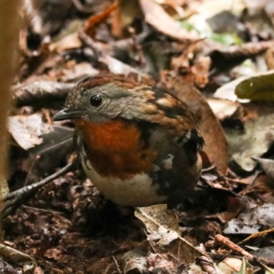 Orthonyx temminckii