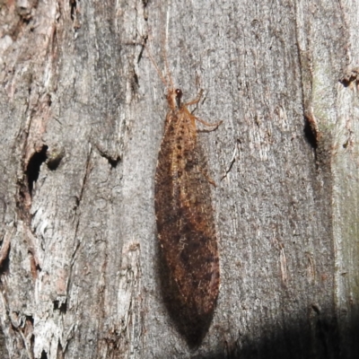 Osmylidae sp. (family)