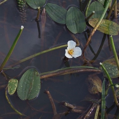 Ottelia ovalifolia