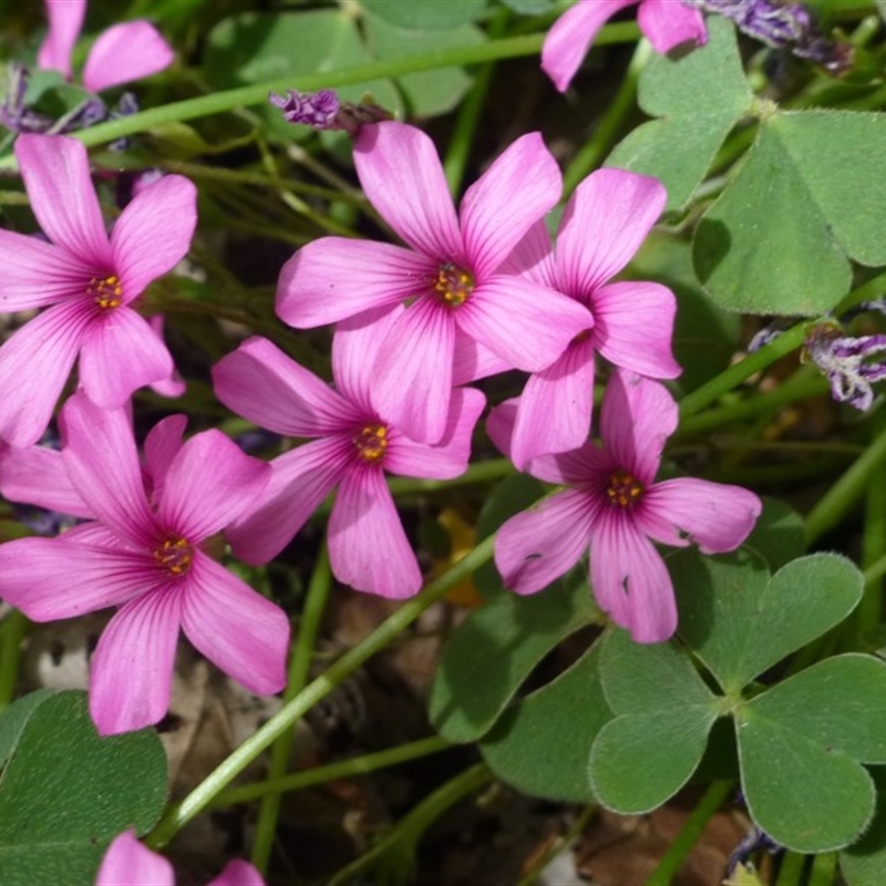 Oxalis articulata