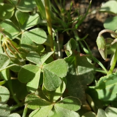 Oxalis articulata