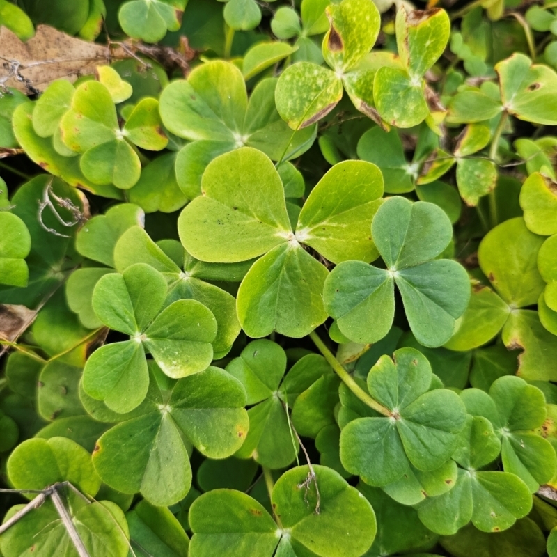 Oxalis bowiei