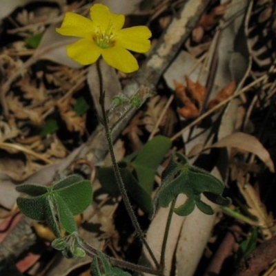 Oxalis chnoodes