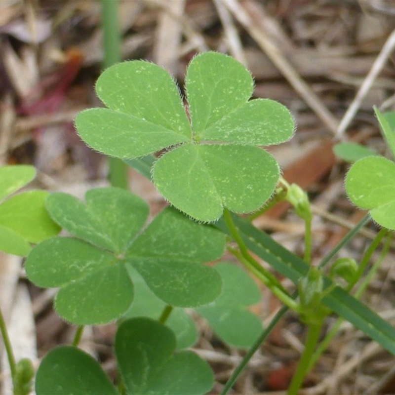 Oxalis corniculata