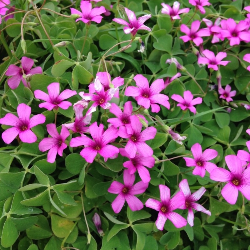 Oxalis debilis var. corymbosa