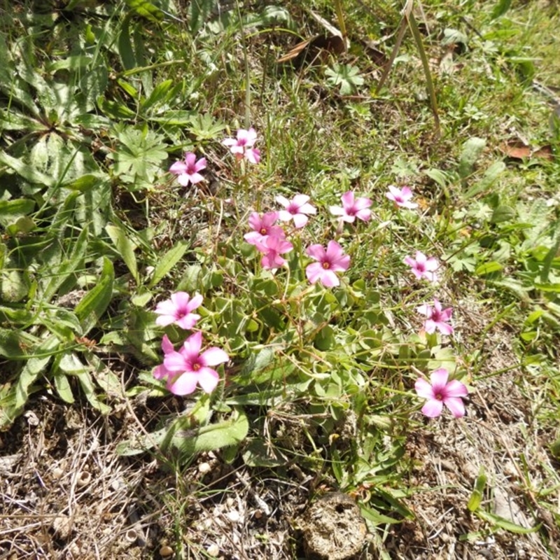 Oxalis debilis var. corymbosa