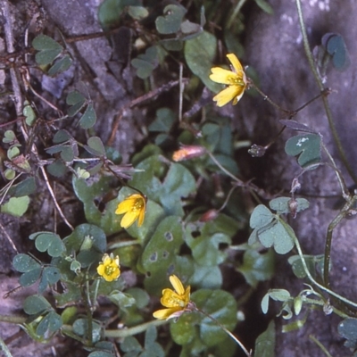 Oxalis exilis