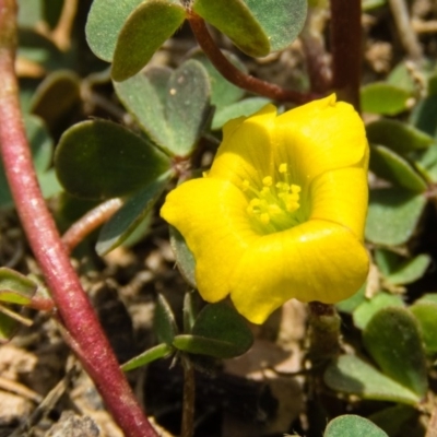 Oxalis perennans