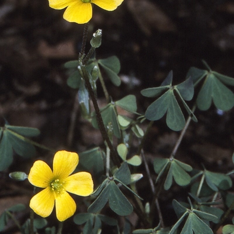 Oxalis radicosa