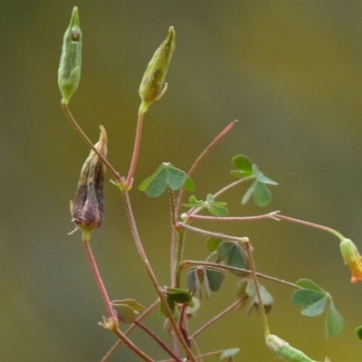 Oxalis rubens