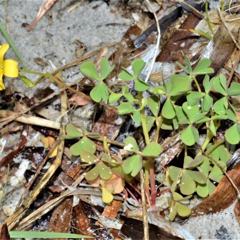 Oxalis rubens