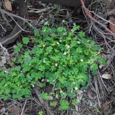 Oxalis thompsoniae