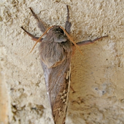 Oxycanus australis