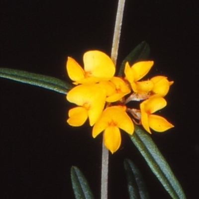 Oxylobium arborescens