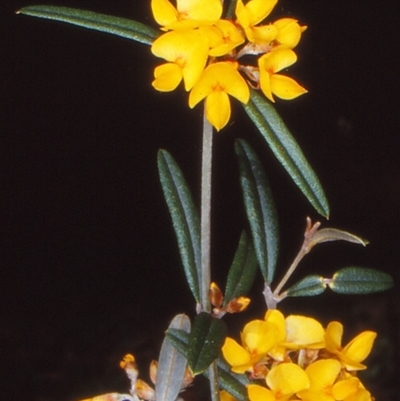 Oxylobium arborescens