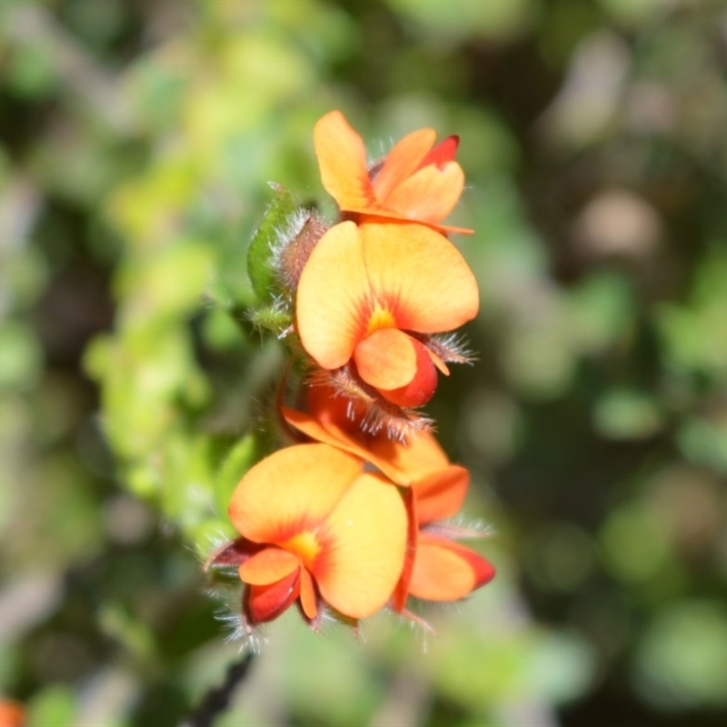 Oxylobium cordifolium