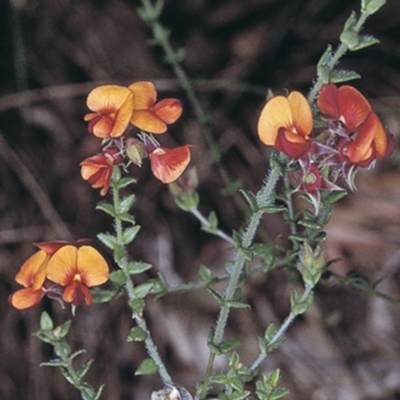 Oxylobium cordifolium