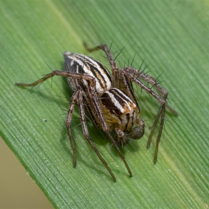 Oxyopes elegans