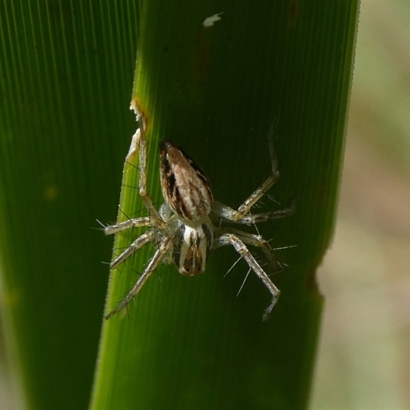 Oxyopes elegans