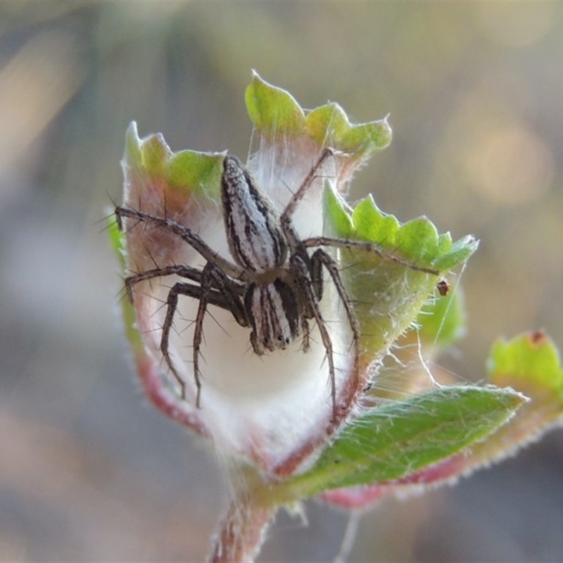 Oxyopes sp. (genus)