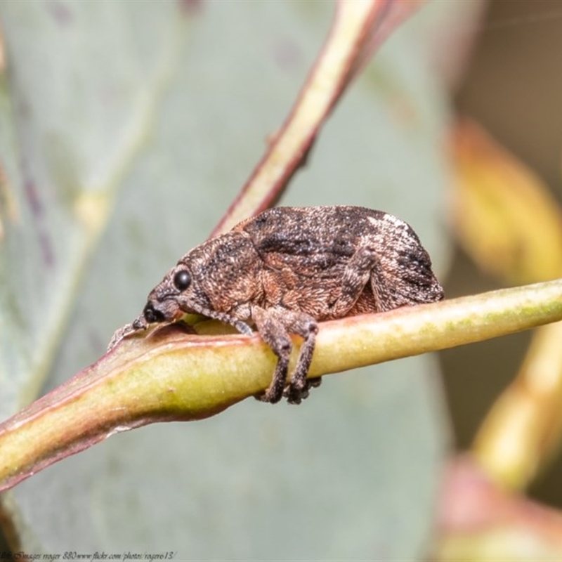 Oxyops fasciatus