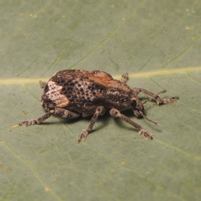 Oxyops fasciatus