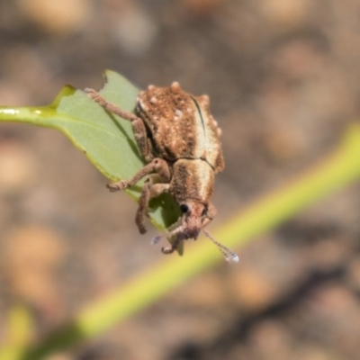 Oxyops fasciculatus