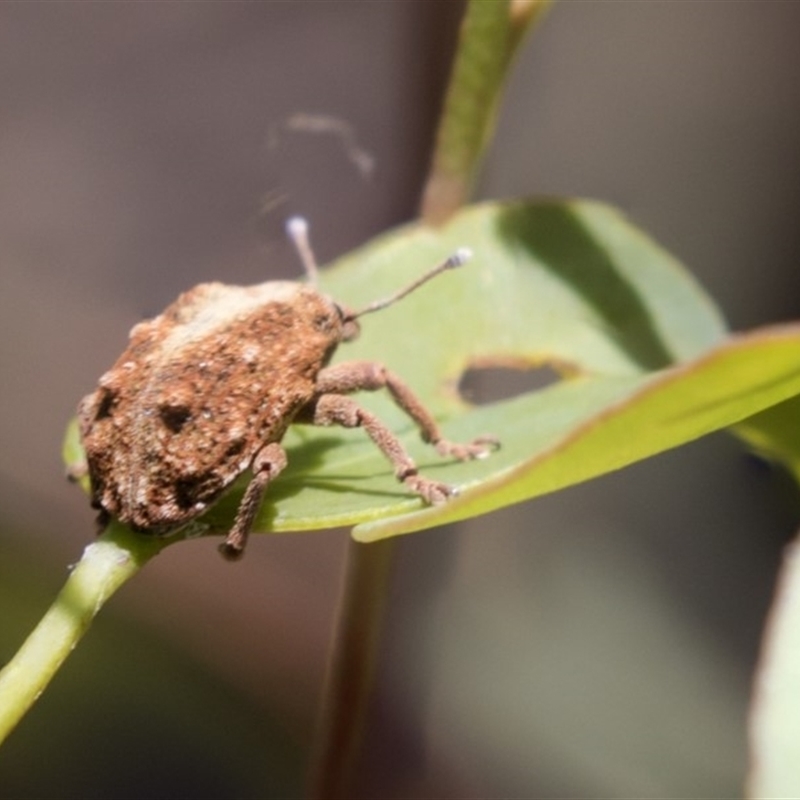 Oxyops fasciculatus