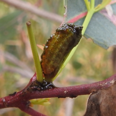 Oxyops sp. (genus)