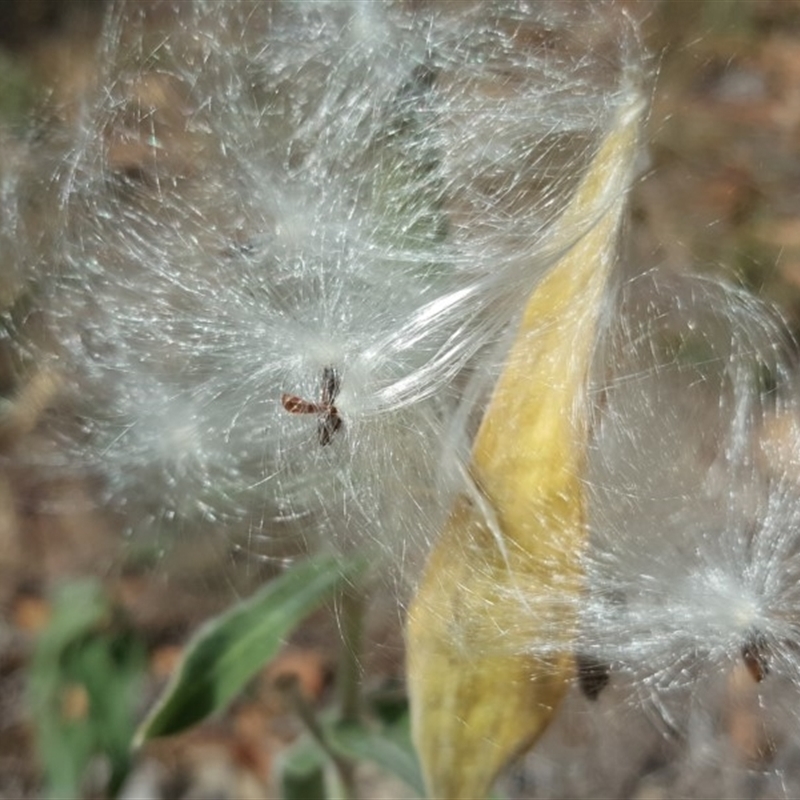 Oxypetalum coeruleum