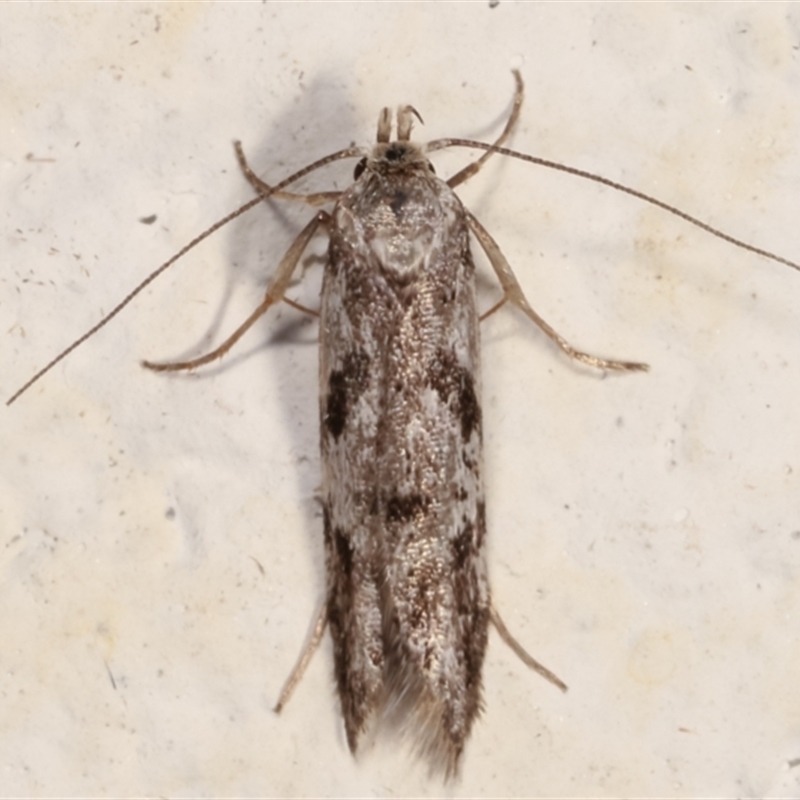 Oxythecta (genus)