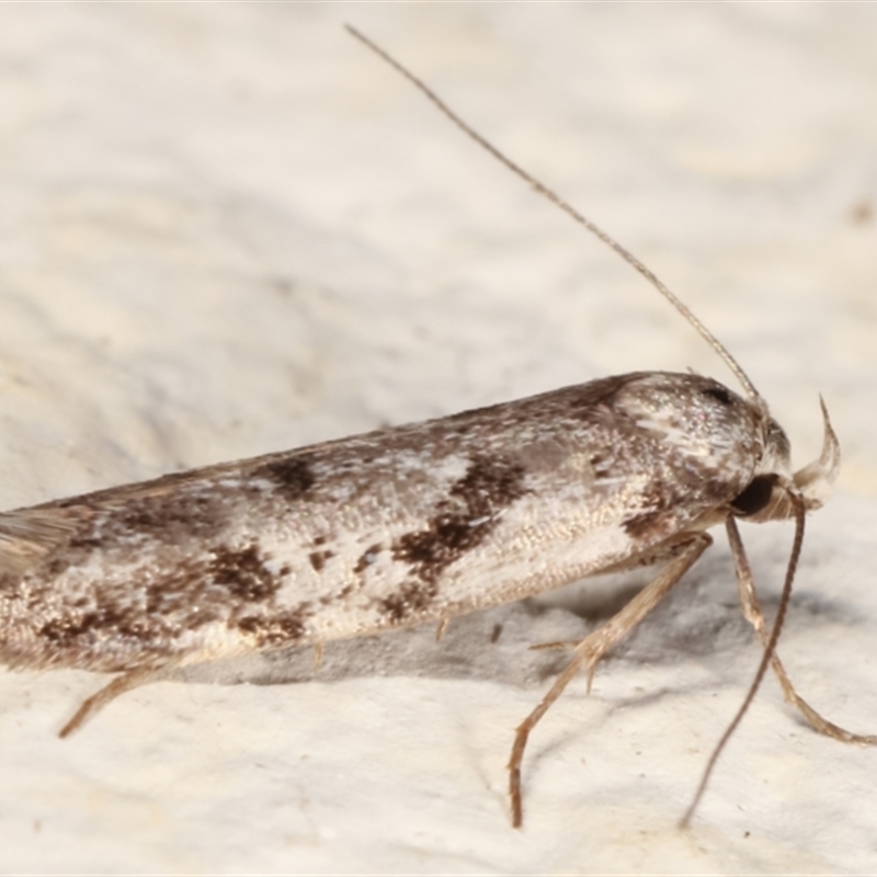 Oxythecta (genus)